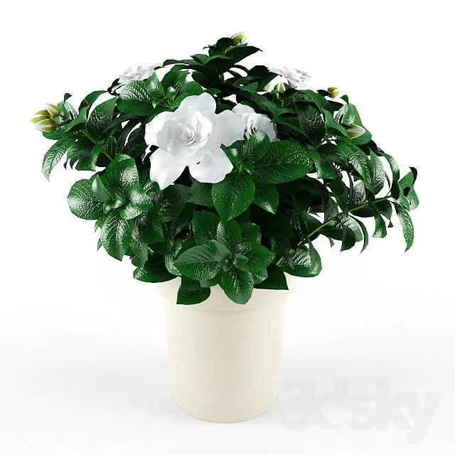 Gardenia_Jasminoides